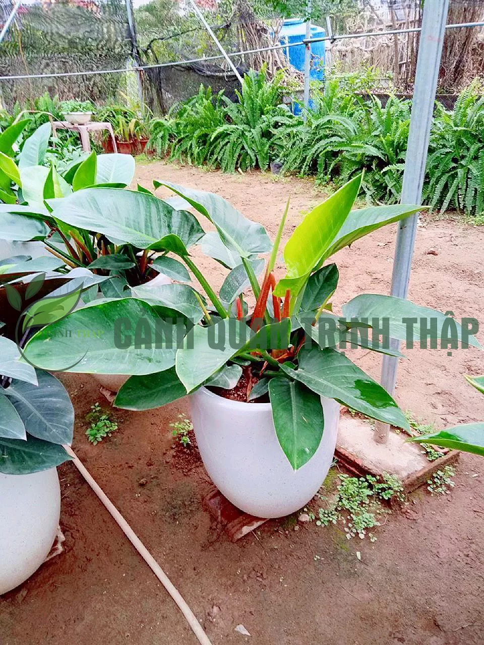 Cây Đại Đế Vương - Ảnh 3