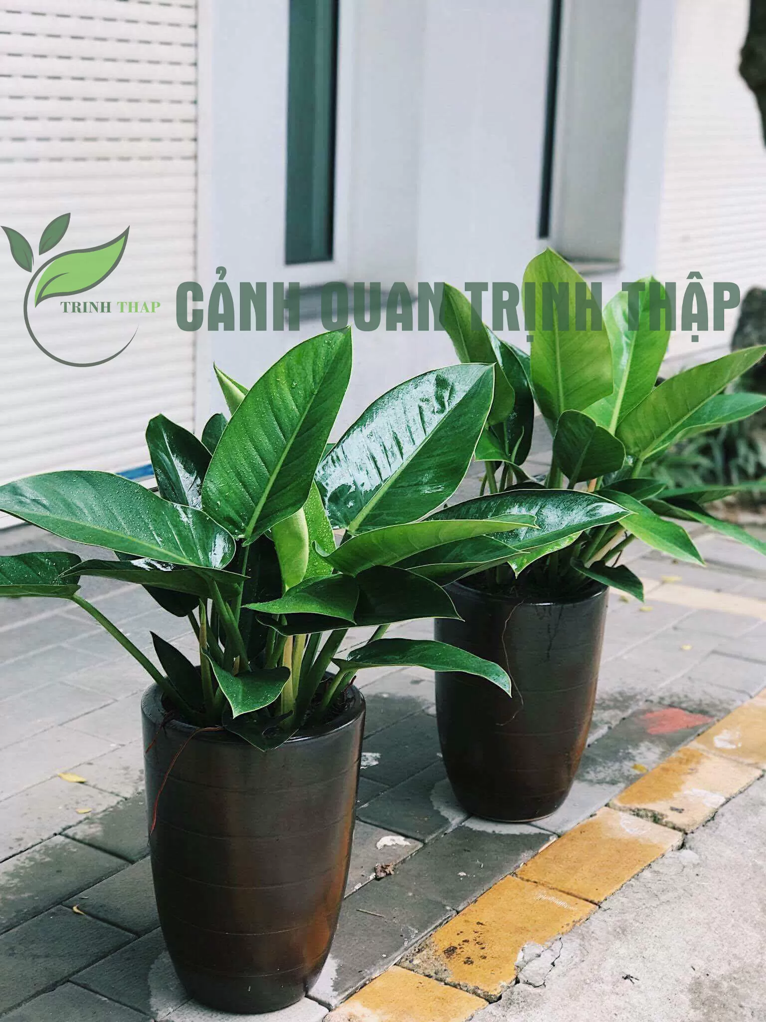 Cây Đại Đế Vương - Ảnh 4