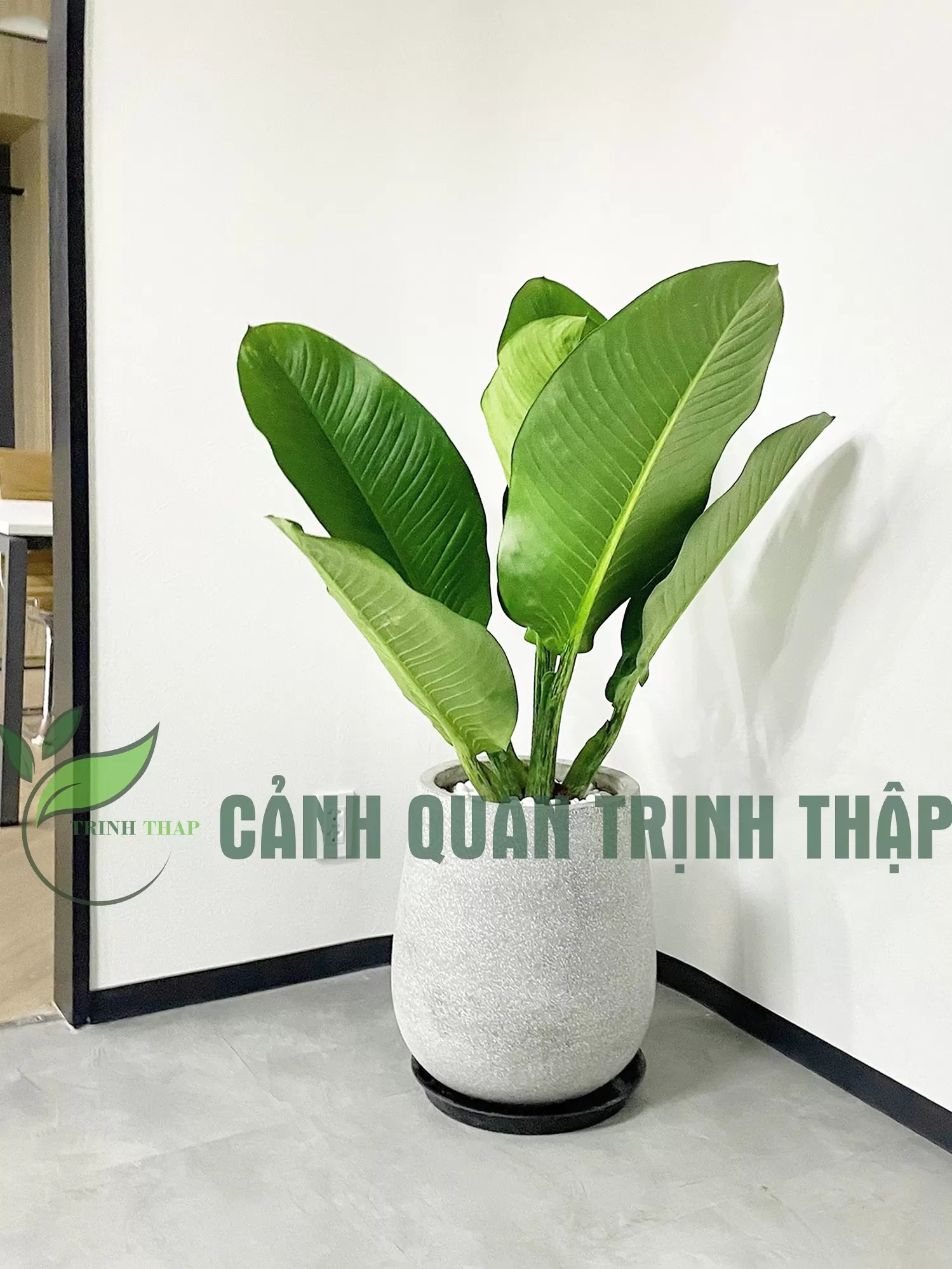 Cây Đại Phú Gia