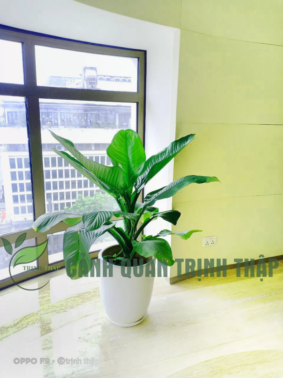 Cây Đại Phú Gia - Ảnh 2