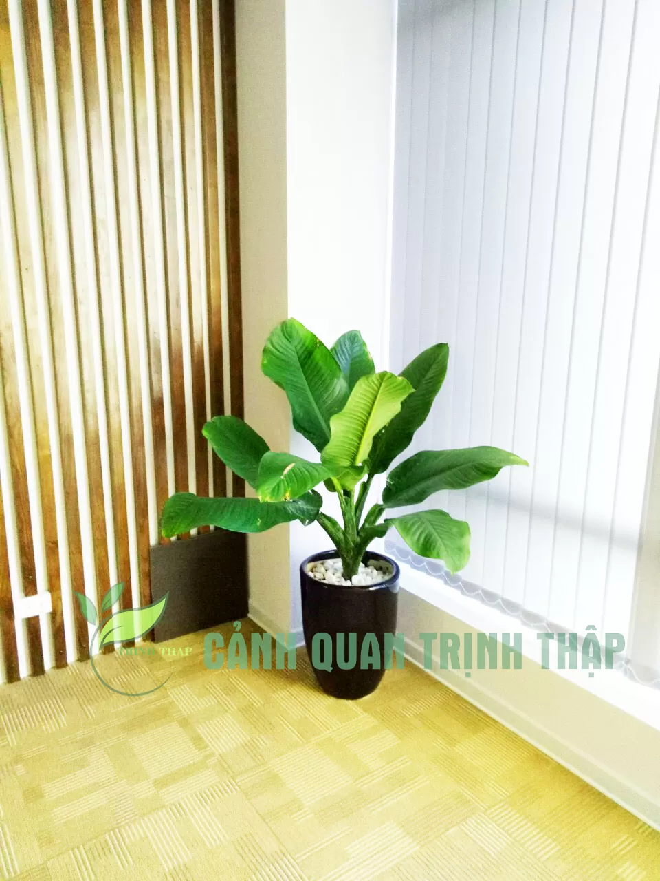 Cây Đại Phú Gia - Ảnh 3