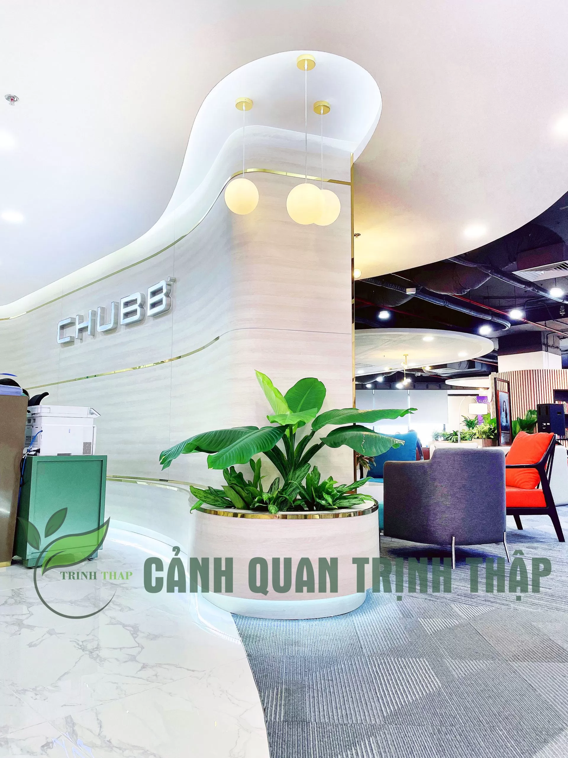 Cây Đại Phú Gia - Ảnh 4