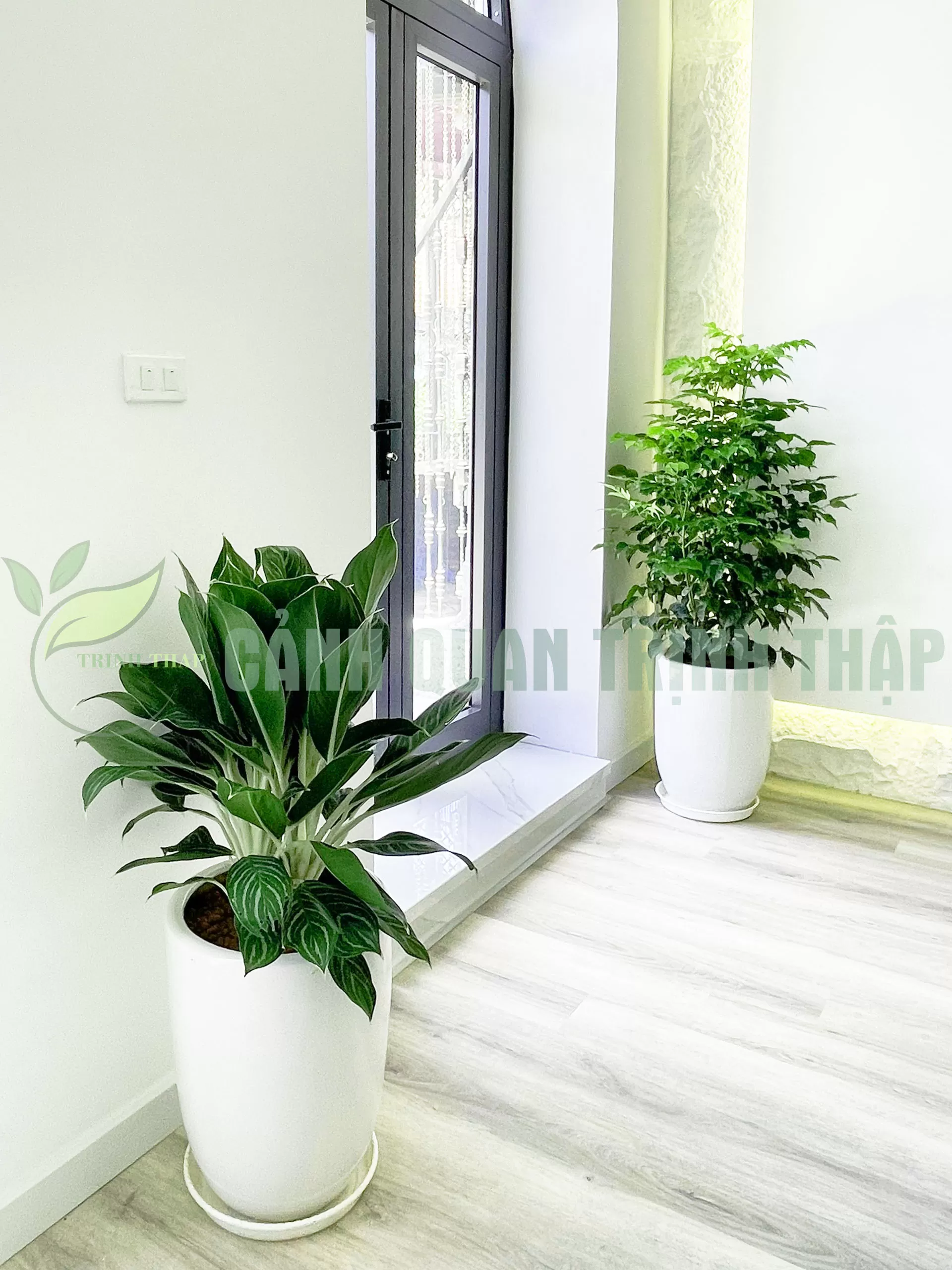 Cây Hạnh Phúc - Ảnh 2