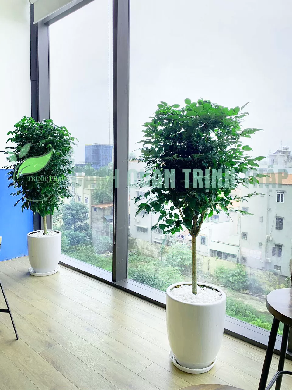 Cây Hạnh Phúc - Ảnh 4