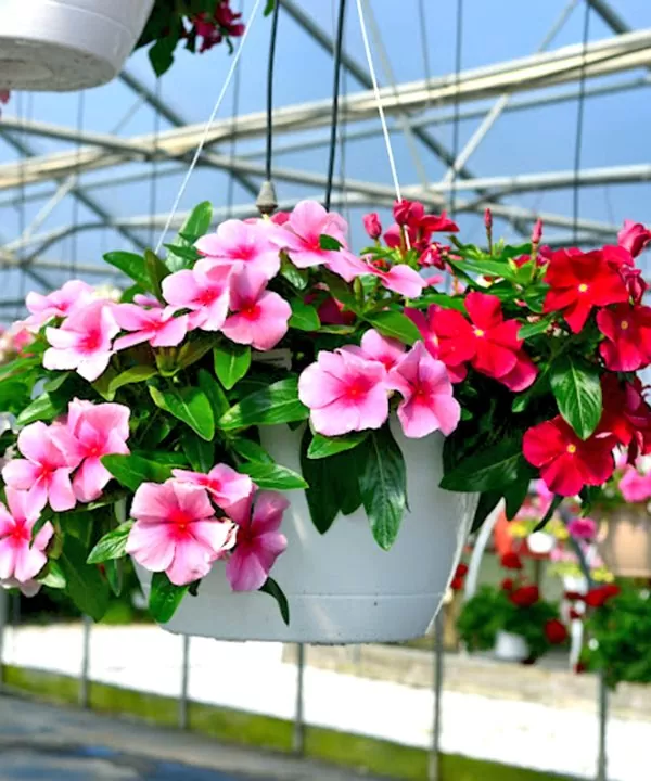 Hoa Dừa Cạn Rủ