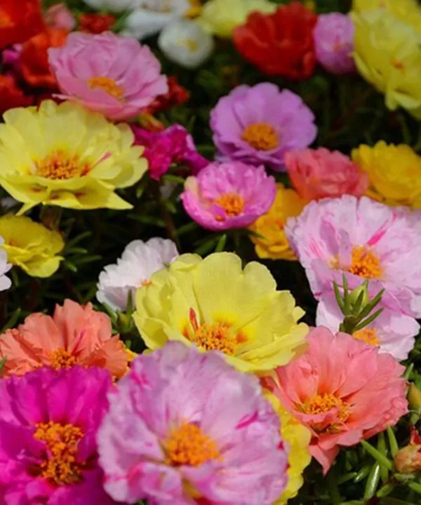 Hoa Mười Giờ Mỹ