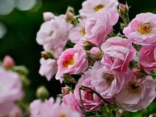 Hồng Leo Tầm Xuân