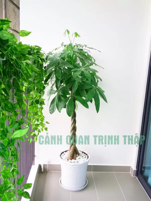 Cây kim ngân thân xoắn