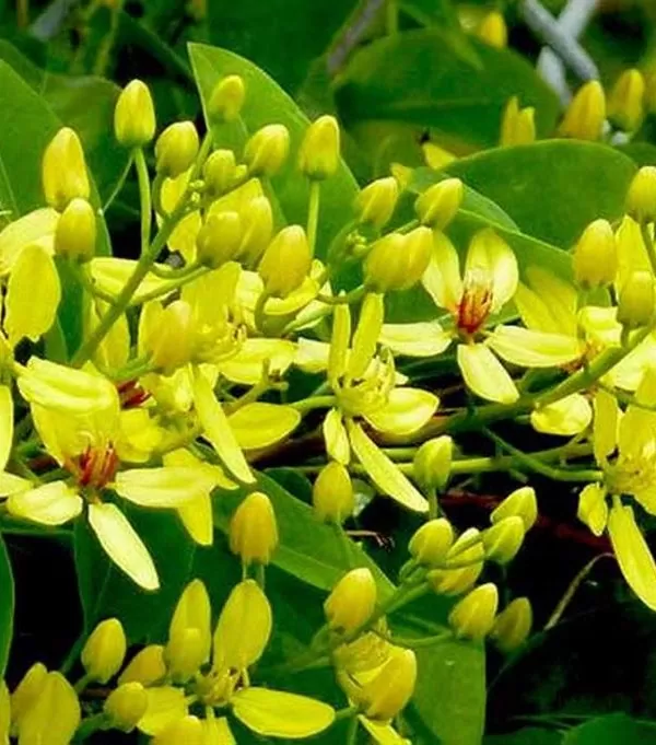 Dây Mai Hoàng Yến