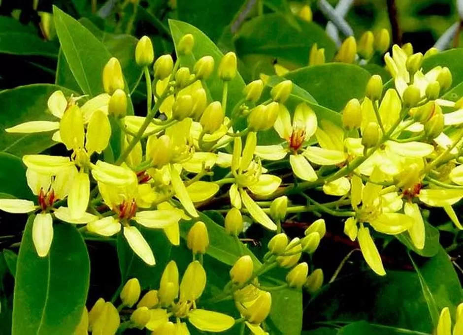 Dây Mai Hoàng Yến