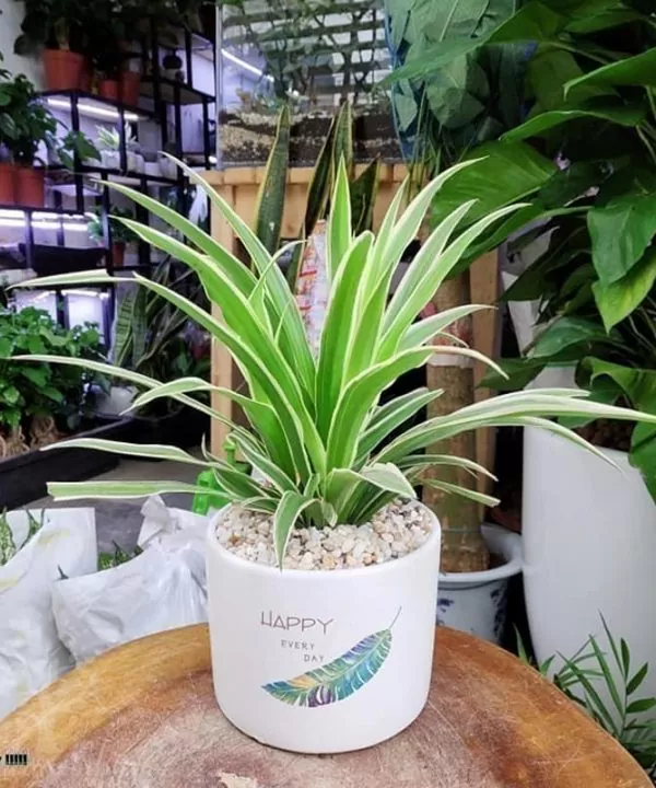 Cây Cỏ Lan Chi - Cây để bàn