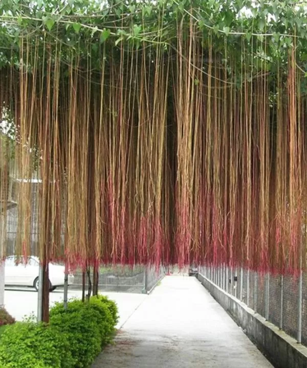 Cây Hồ Liêm Đằng (Râu Rồng)