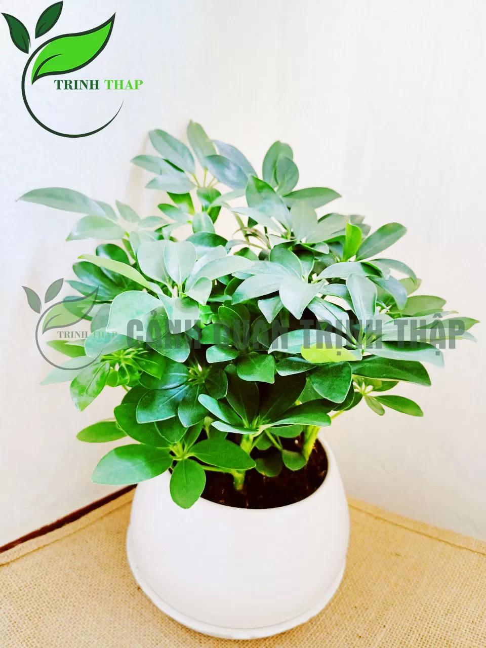 Cây Ngũ Gia Bì Để Bàn