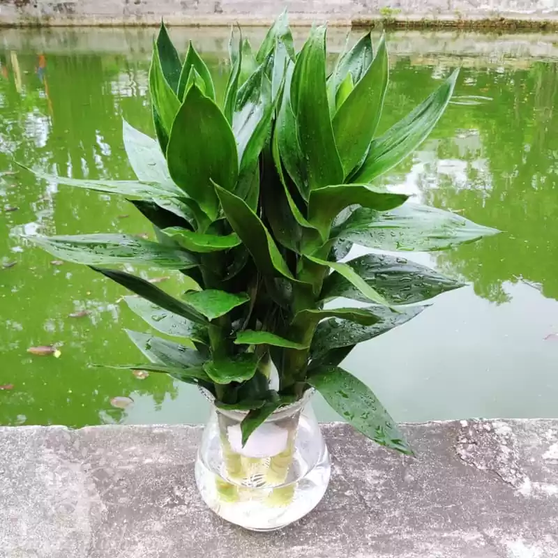 Cây Phất lộc