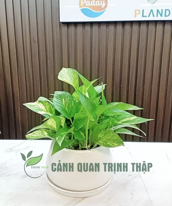 van-nien-thanh-de-ban