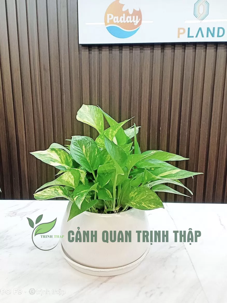 van-nien-thanh-de-ban