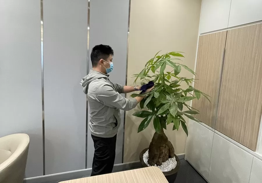 Cảnh QuanTrinh Thập thực hiện chăm sóc cây cảnh văn phòng tại Hà Nội