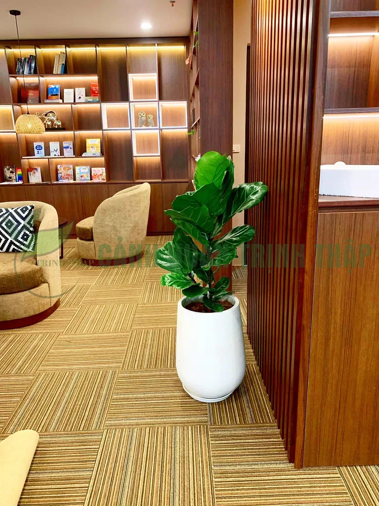 cay-bang-singapore-4