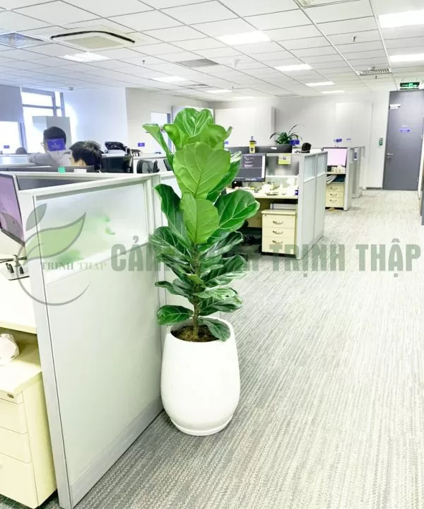 Cây Bàng Singapore