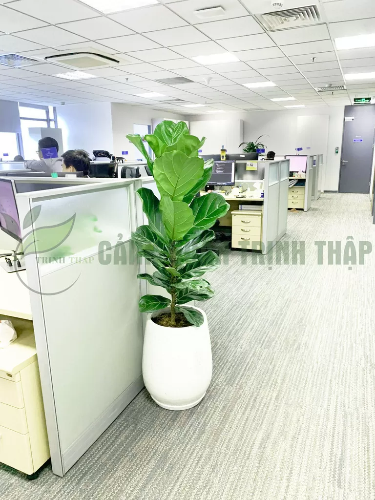 cay-bang-singapore-6