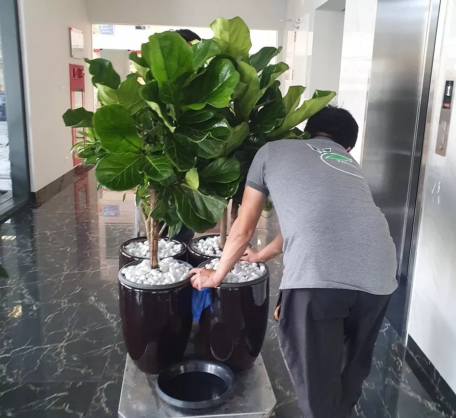 Cho thuê cây xanh tại AIA Hạ Long