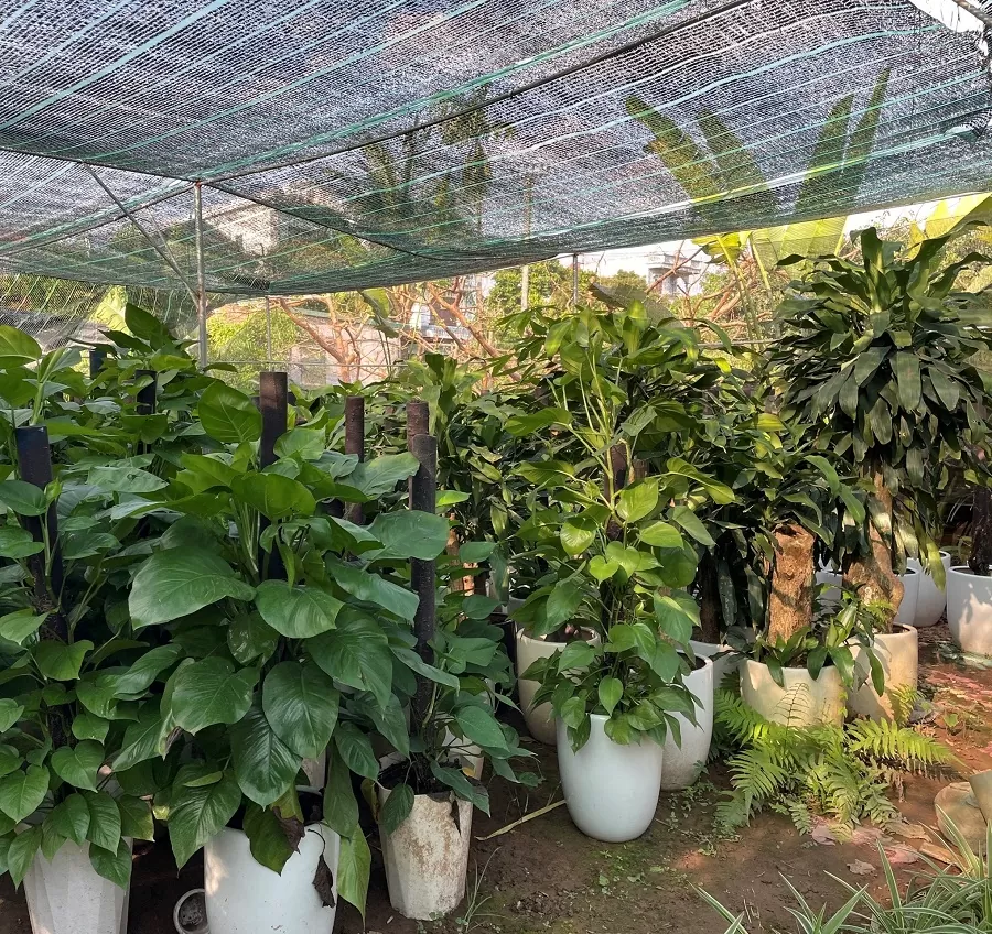 Đa dạng mẫu cây xanh đẹp tại Cảnh Quan Trịnh Thập