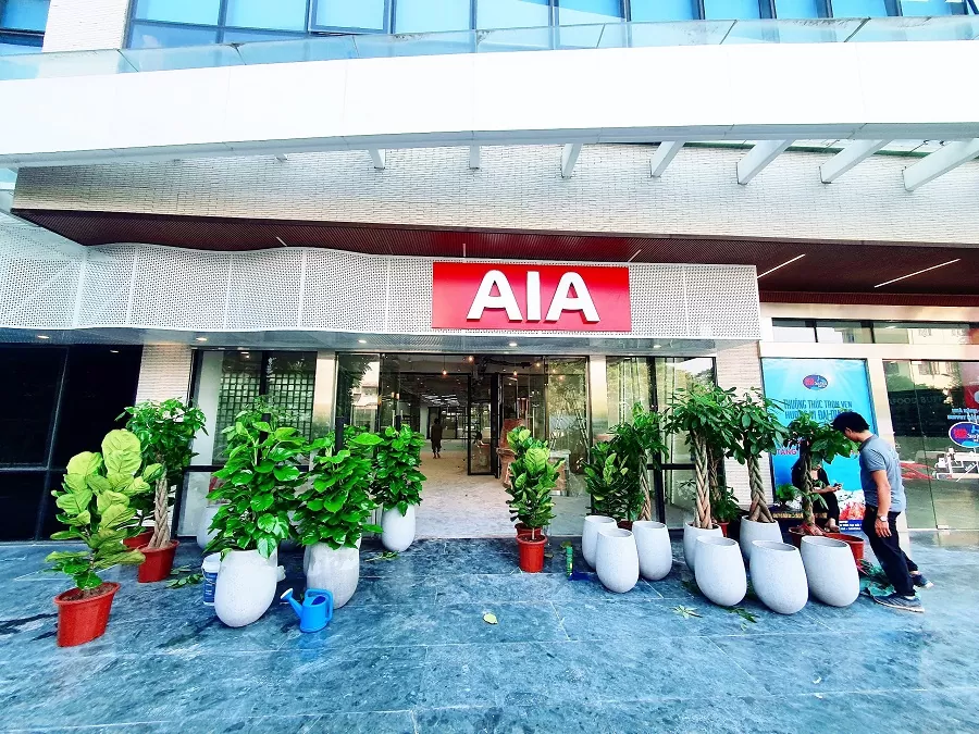 Dịch vụ cho thuê cây cảnh văn phòng tại Hà Nội