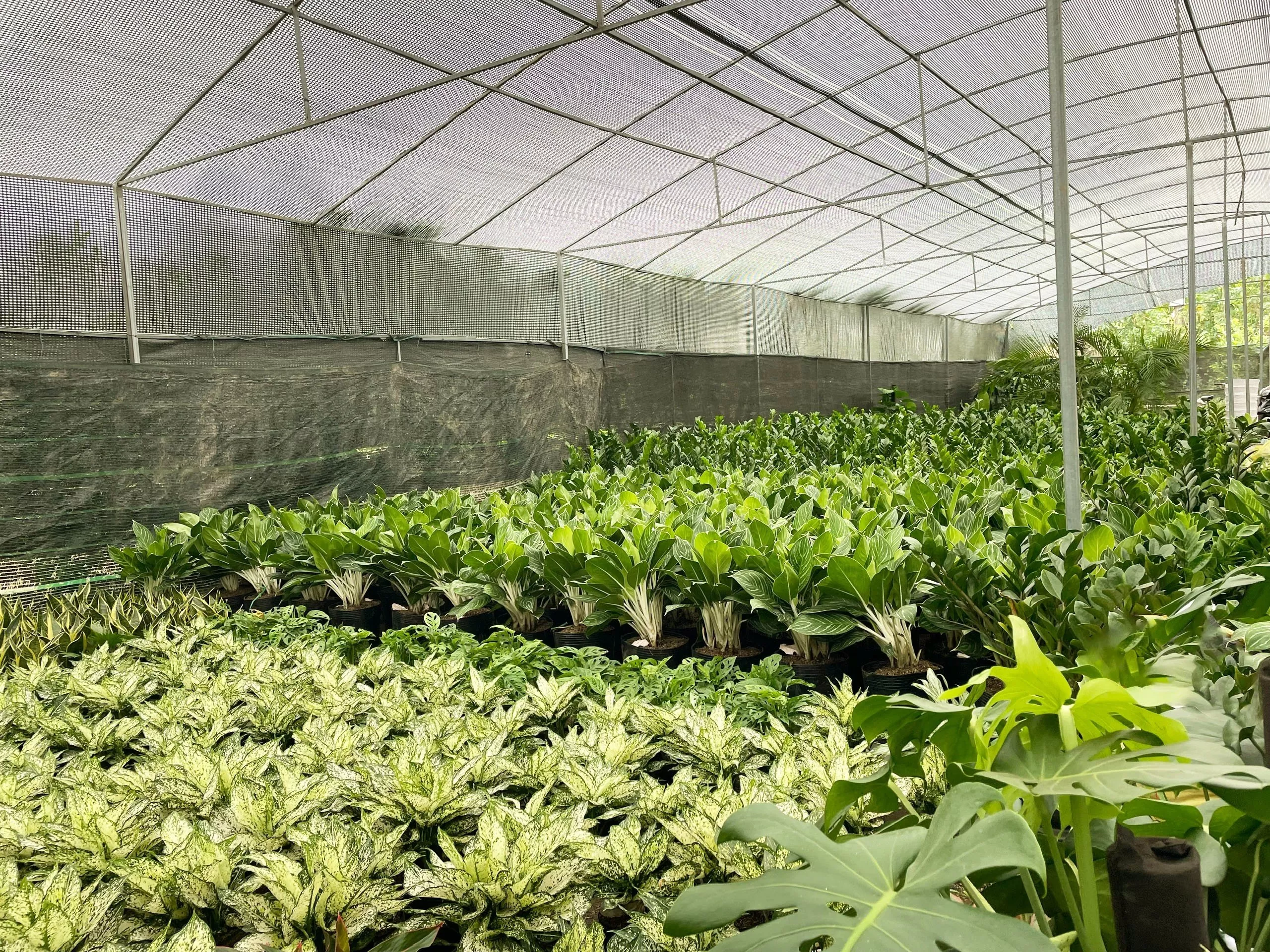 Cung cấp cây xanh tại Hà Nội tại vườn