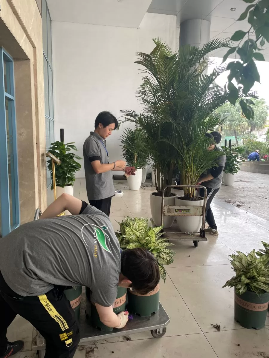 Quy trình thực hiện dịch vụ cắt tỉa cây xanh tại Hà Nội