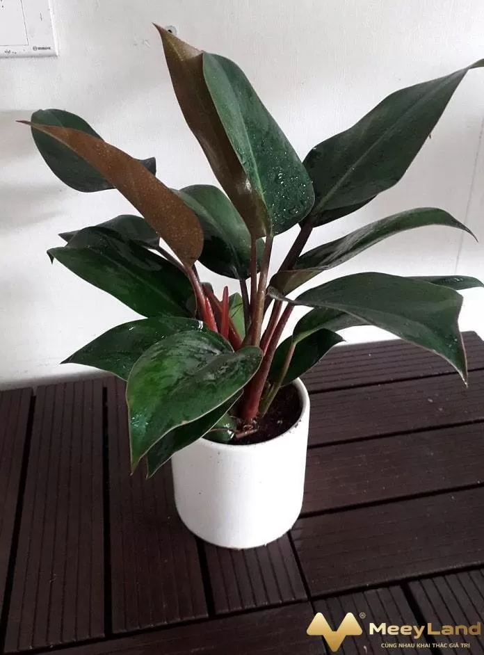Đại đế đỏ để bàn