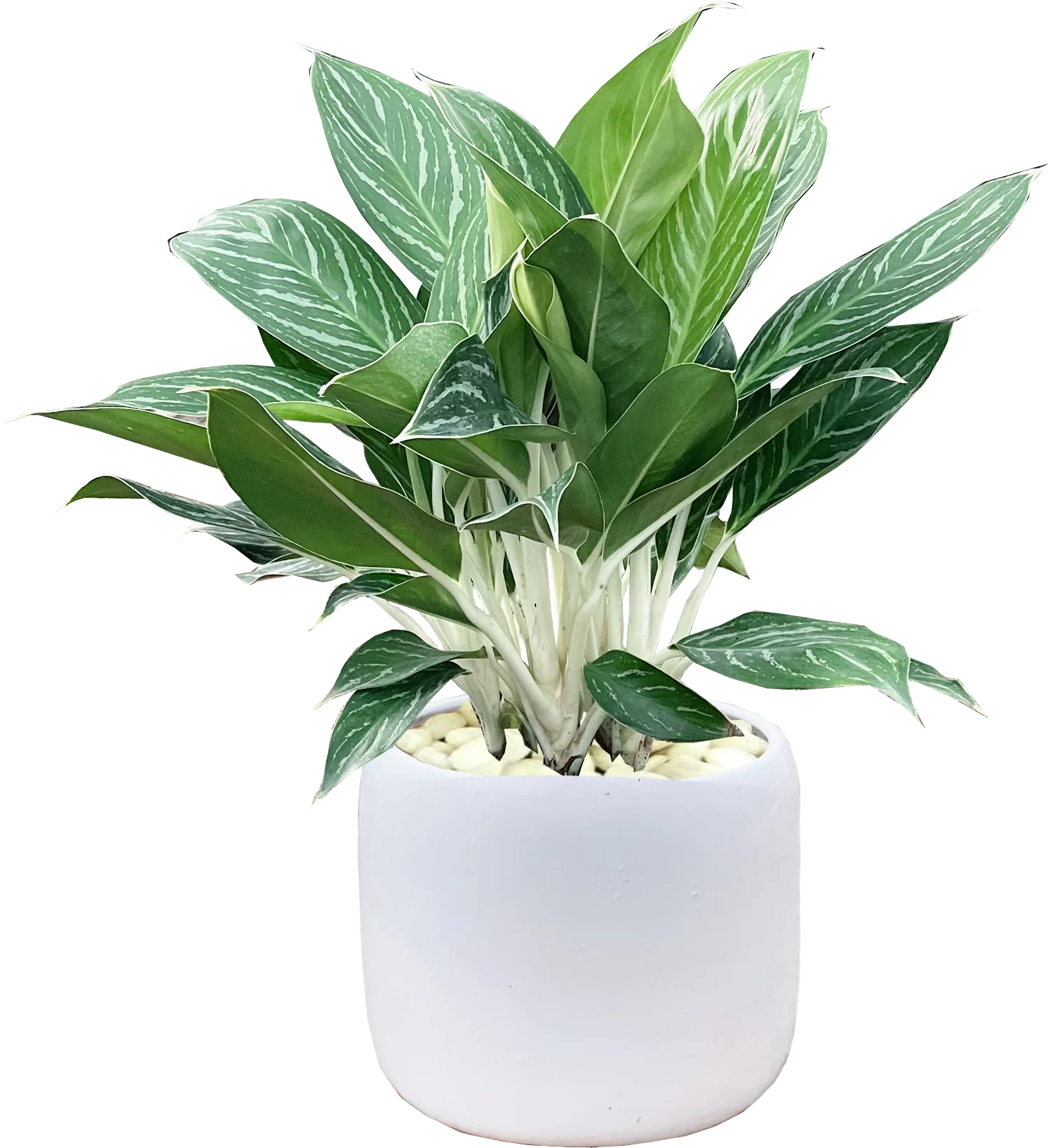 Cây bạch mã để bàn