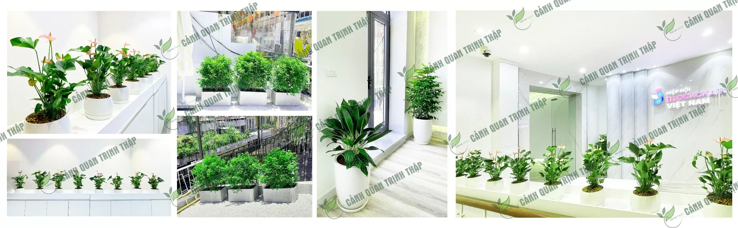 Banner mua bán cung cấp cây cảnh văn phòng đẹp tại Hà Nội