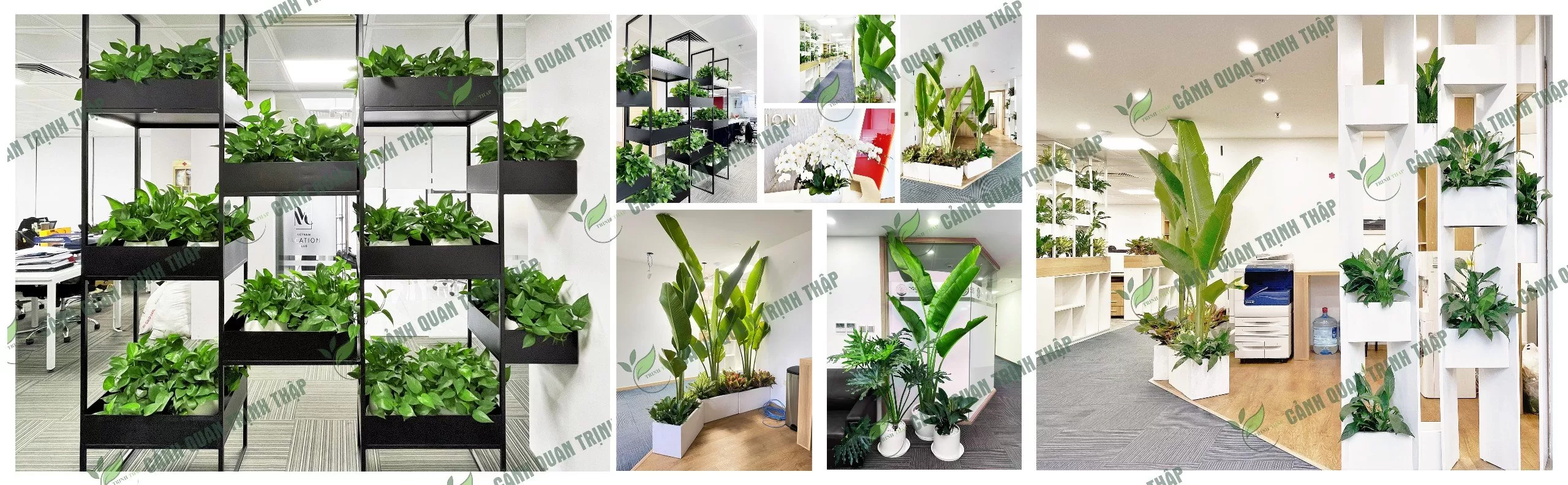 Banner cho thuê cây xanh văn phòng tại Hà Nội