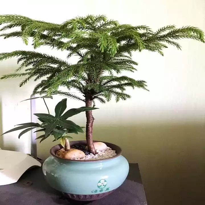 Cây Tùng Bách Tán