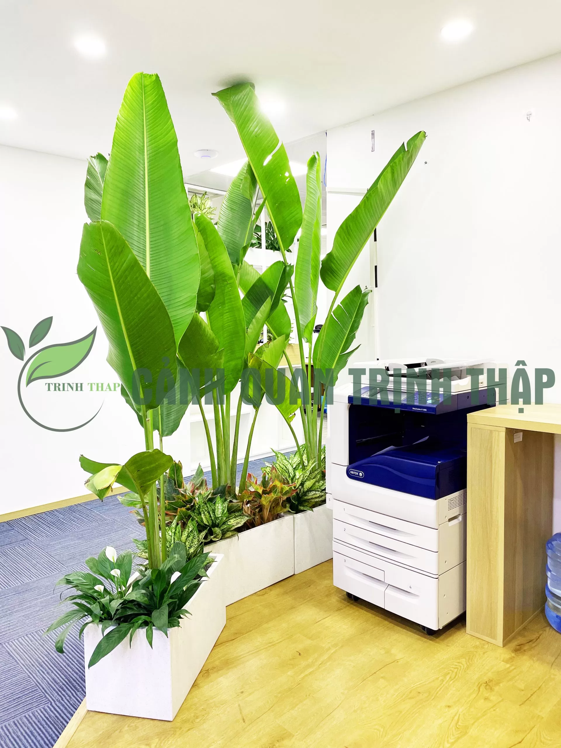 Cây chuối rẻ quạt