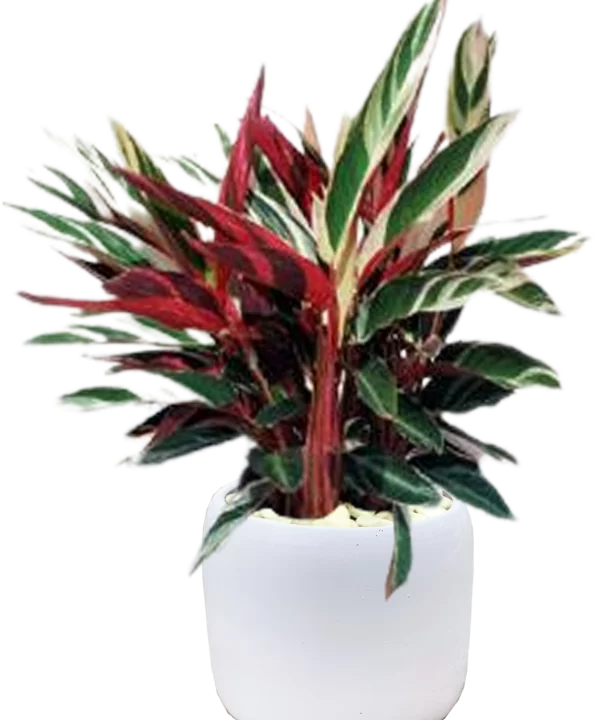 Chuối hoàng yến