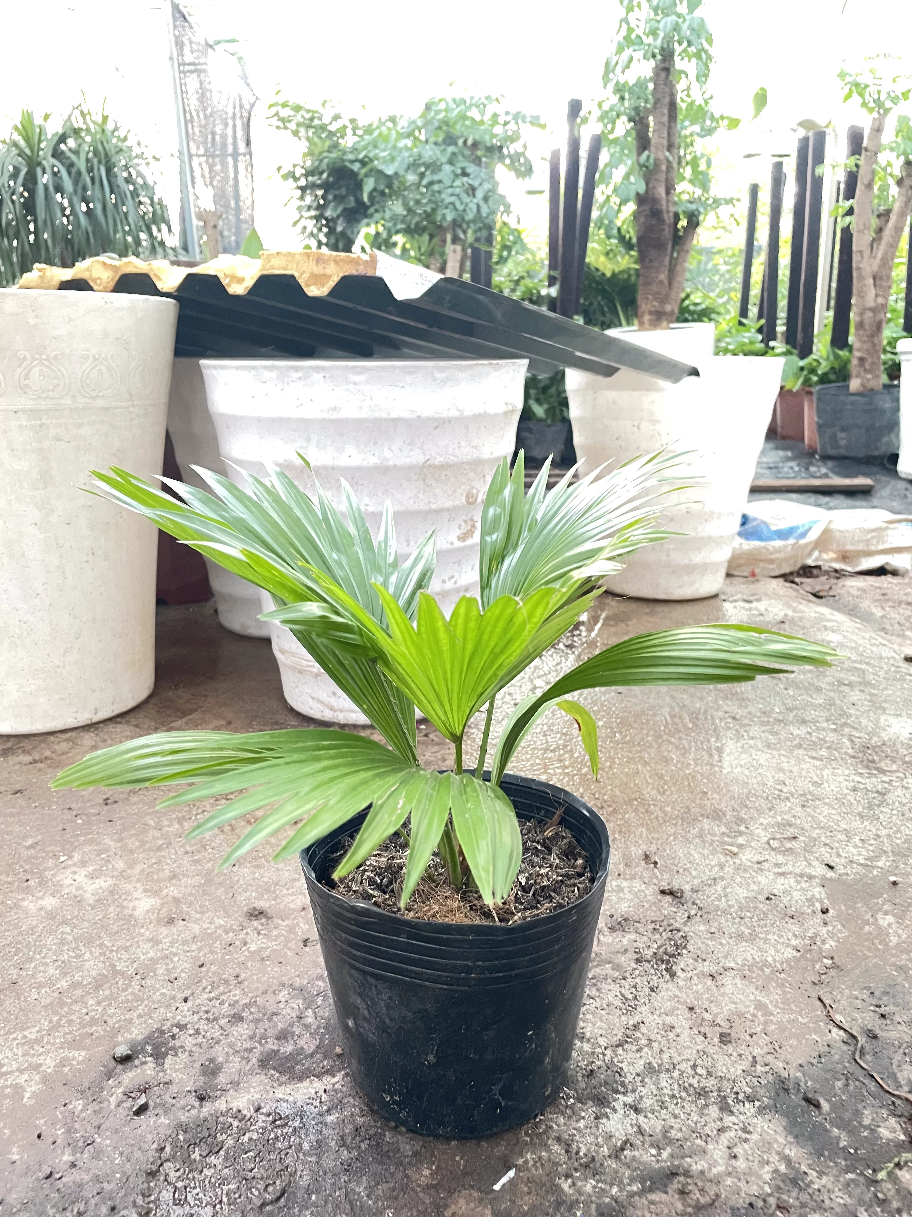 Cọ để bàn