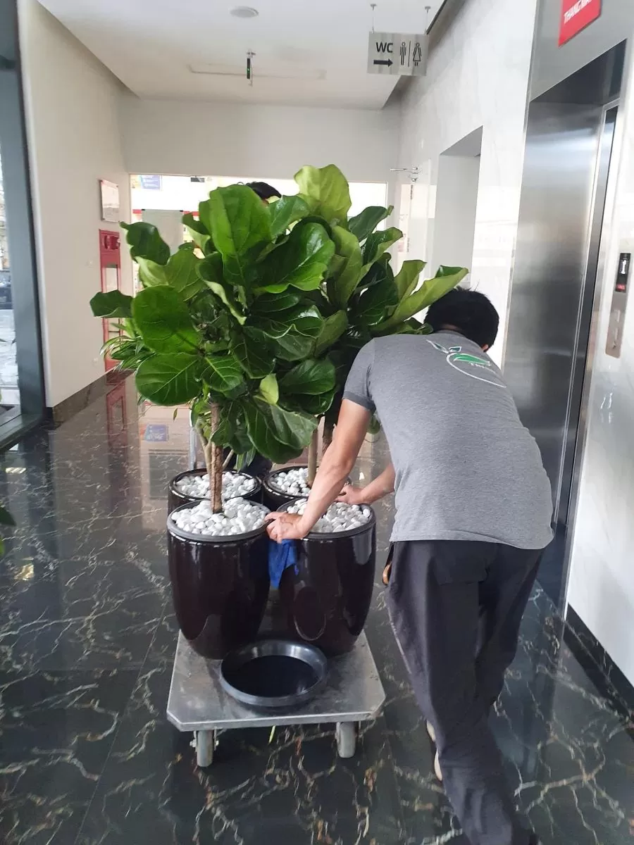 Cây Bàng Singapore