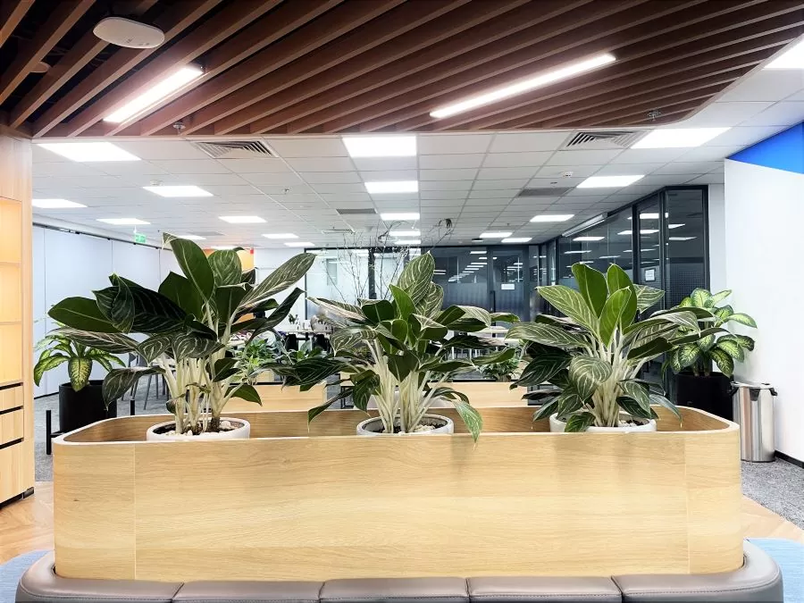 Bạch mã hoàng tử