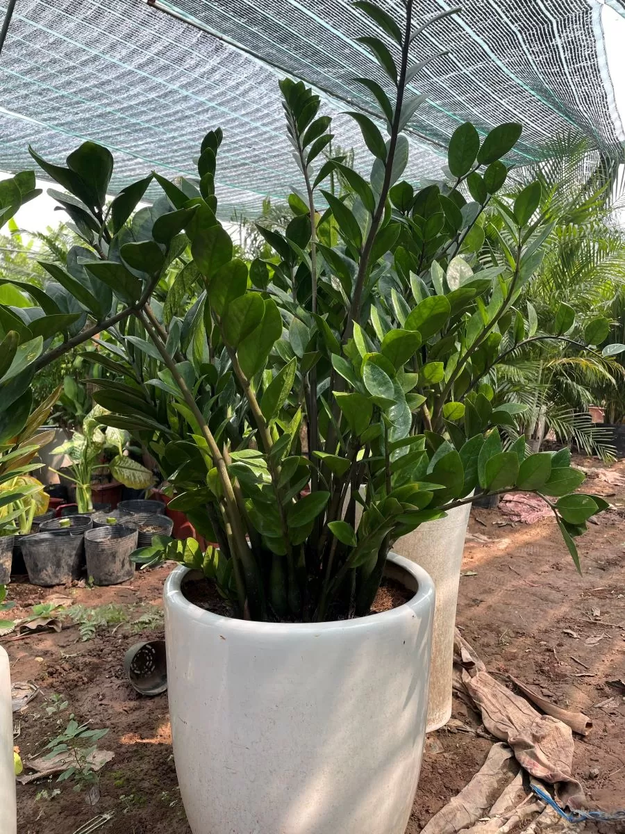 Vì sao nên chọn dịch vụ mua bán cây cảnh tại Cầu Giấy của Trịnh Thập?