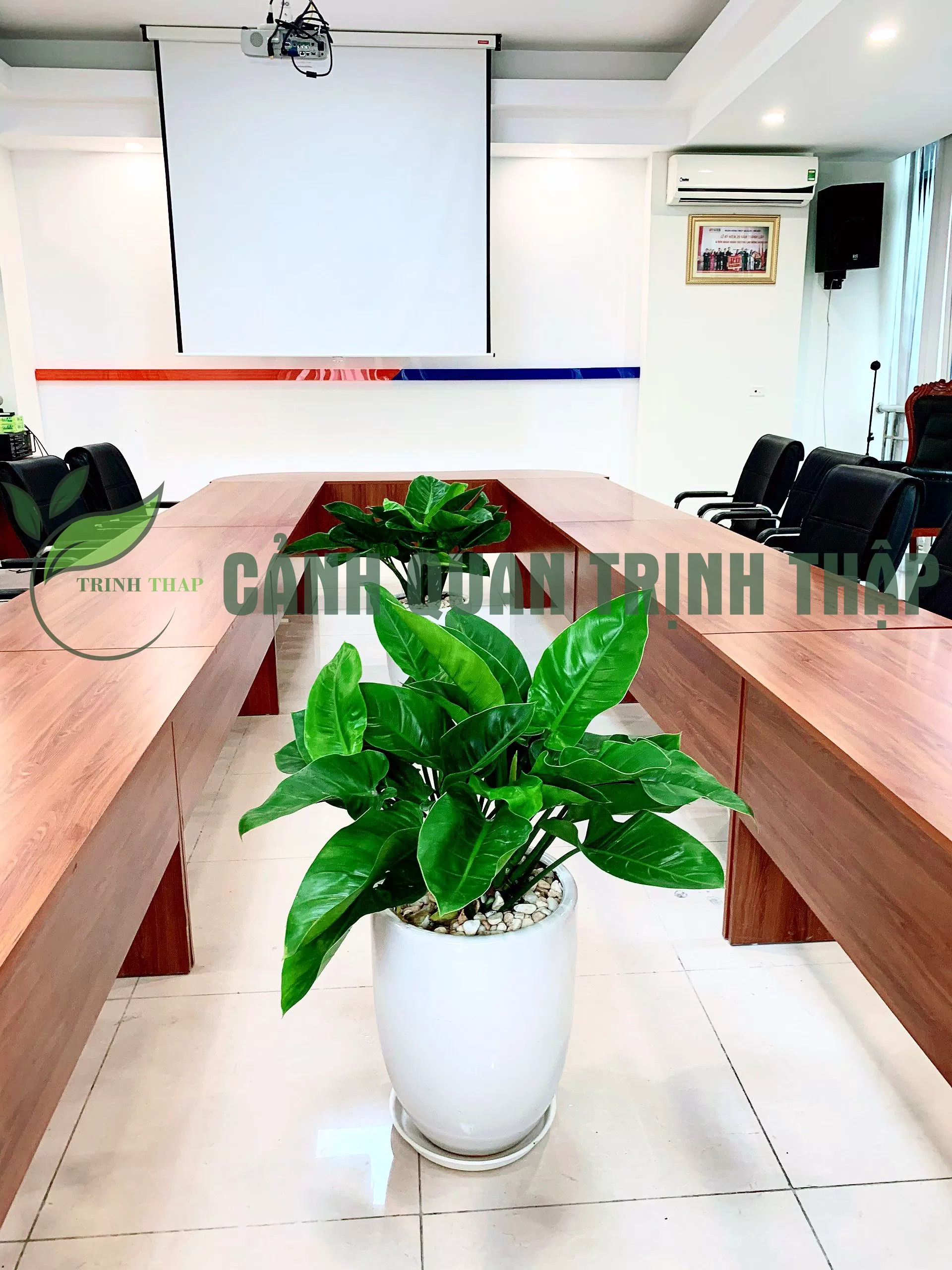 Đại đế xanh