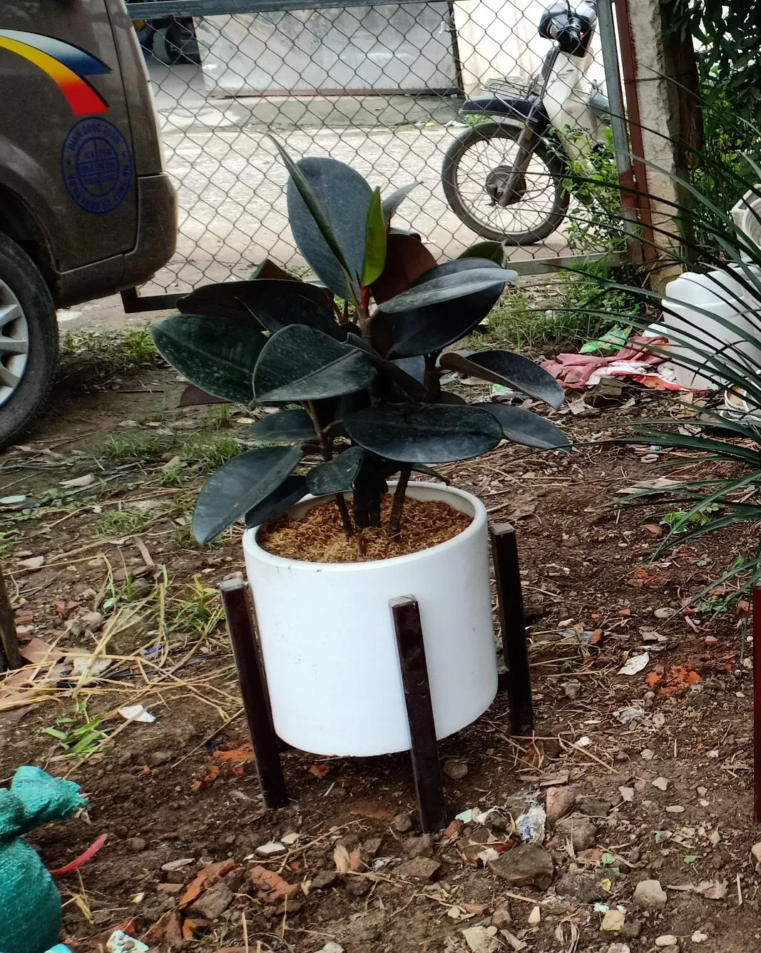 Đa búp đỏ