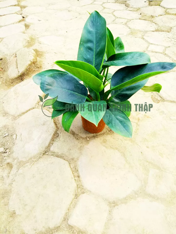 Đại đế xanh để bàn