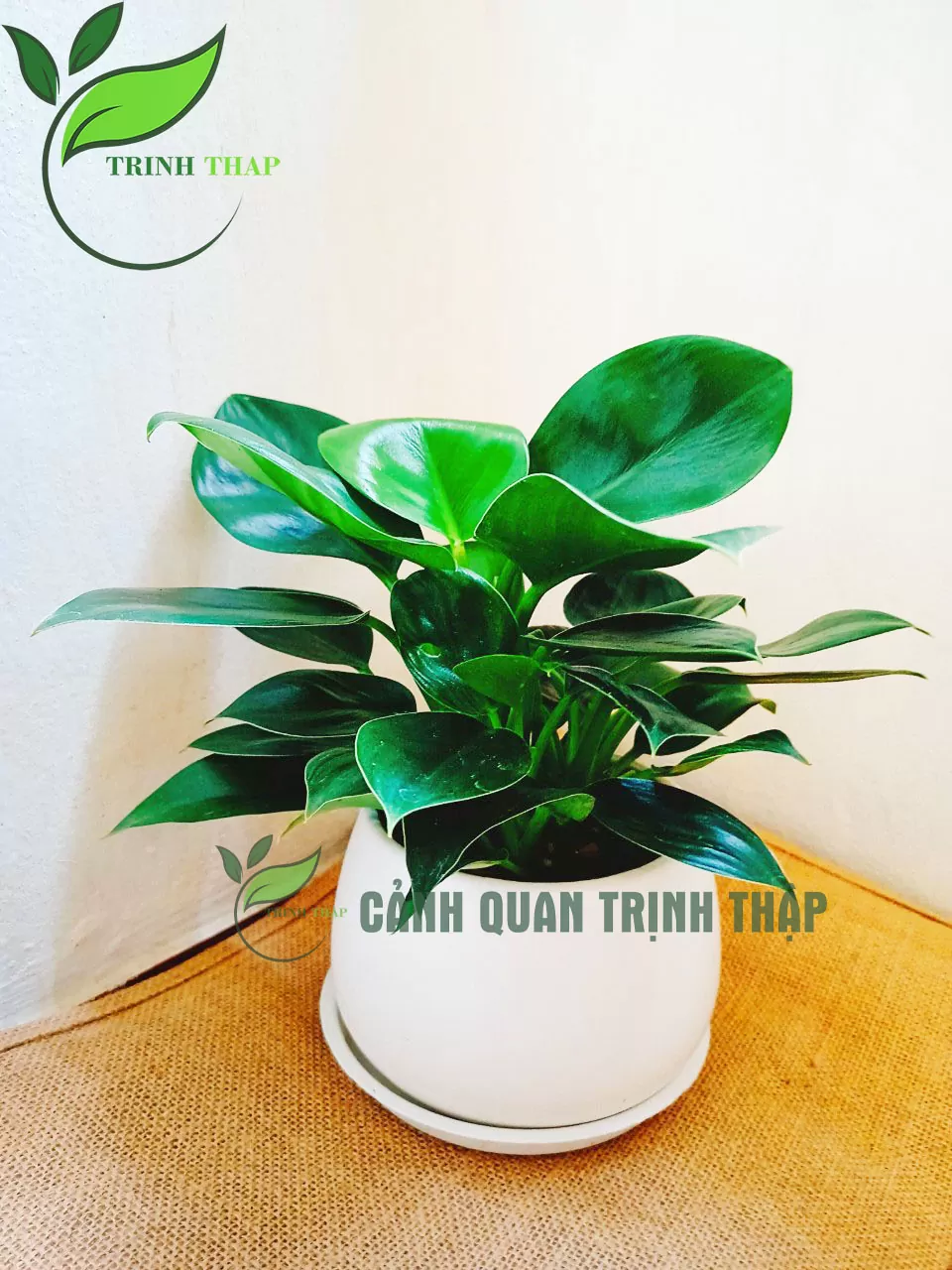 Đế vương xanh