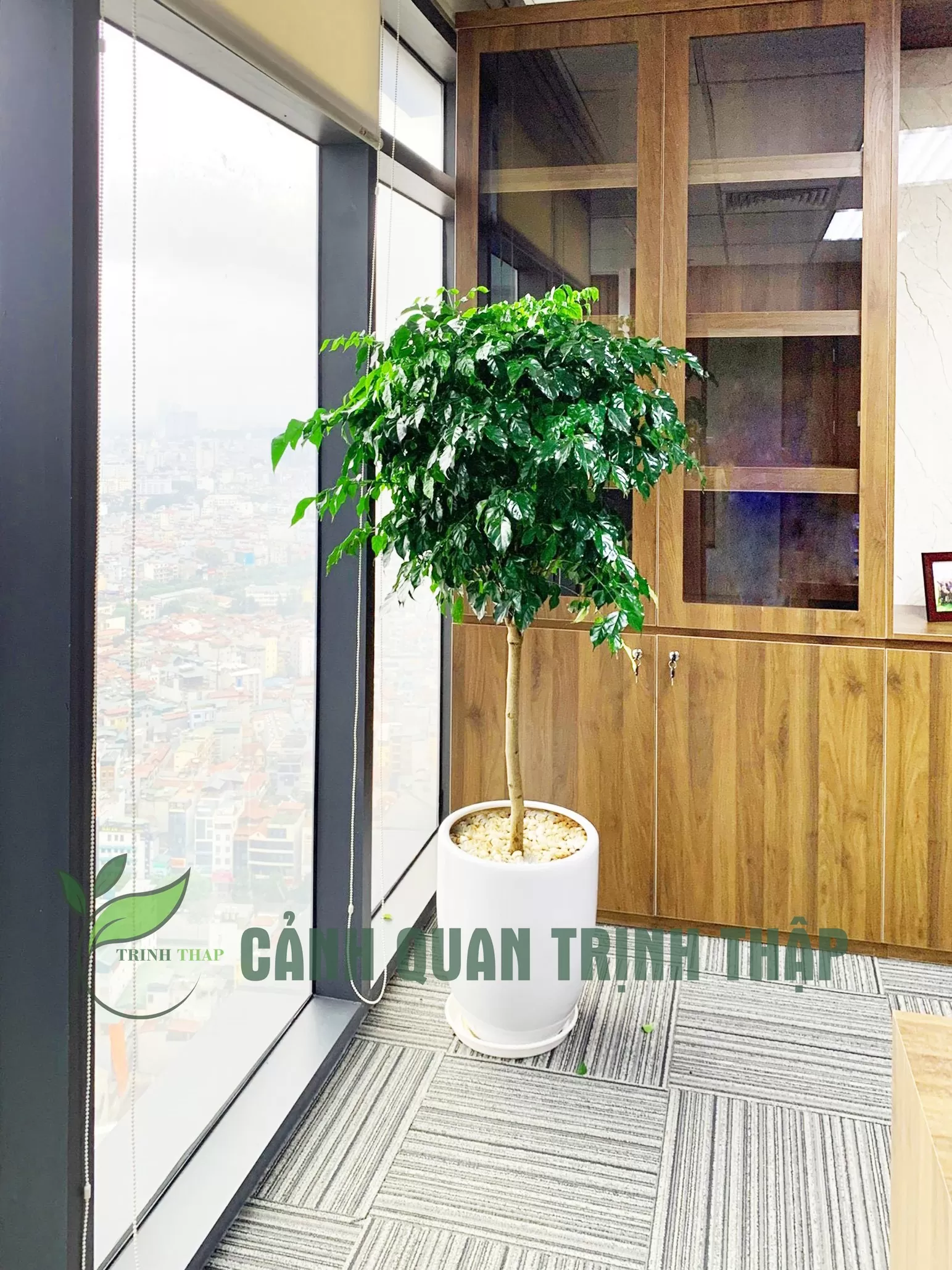 Cây hạnh phúc thân nhỏ