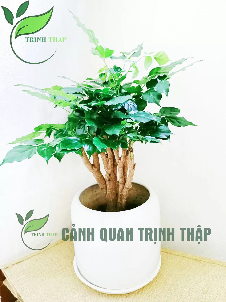 Hạnh phúc để bàn