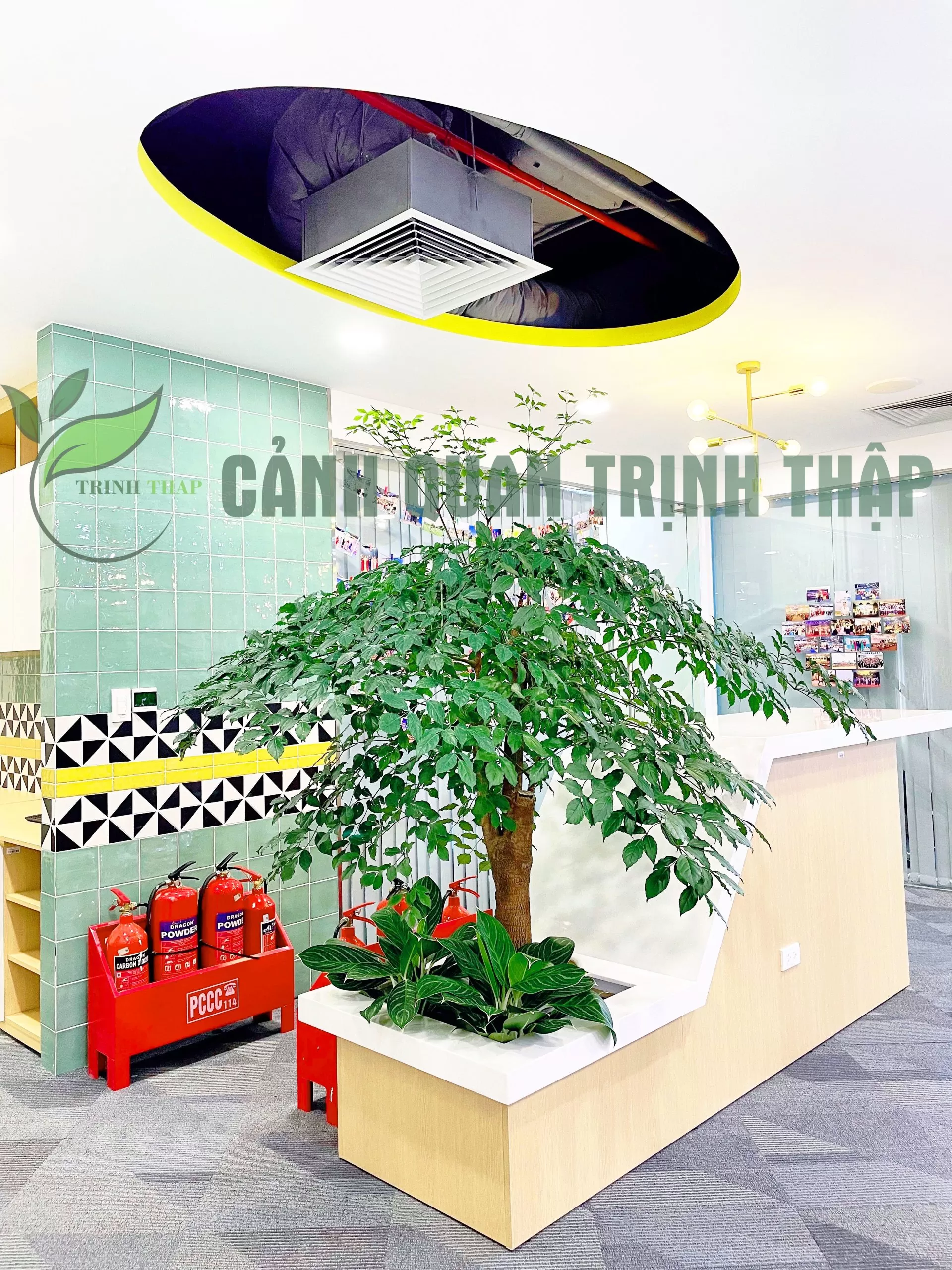 Cây hạnh phúc lớn
