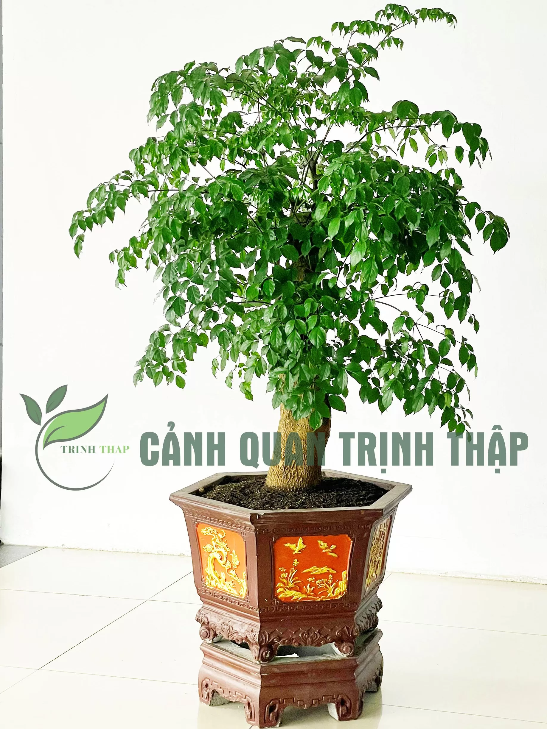 Hạnh phúc gốc lớn