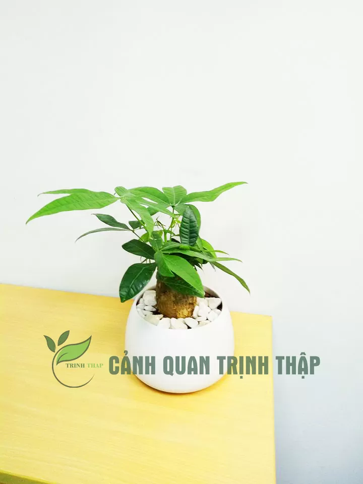 Kim ngân để bàn 1 thân