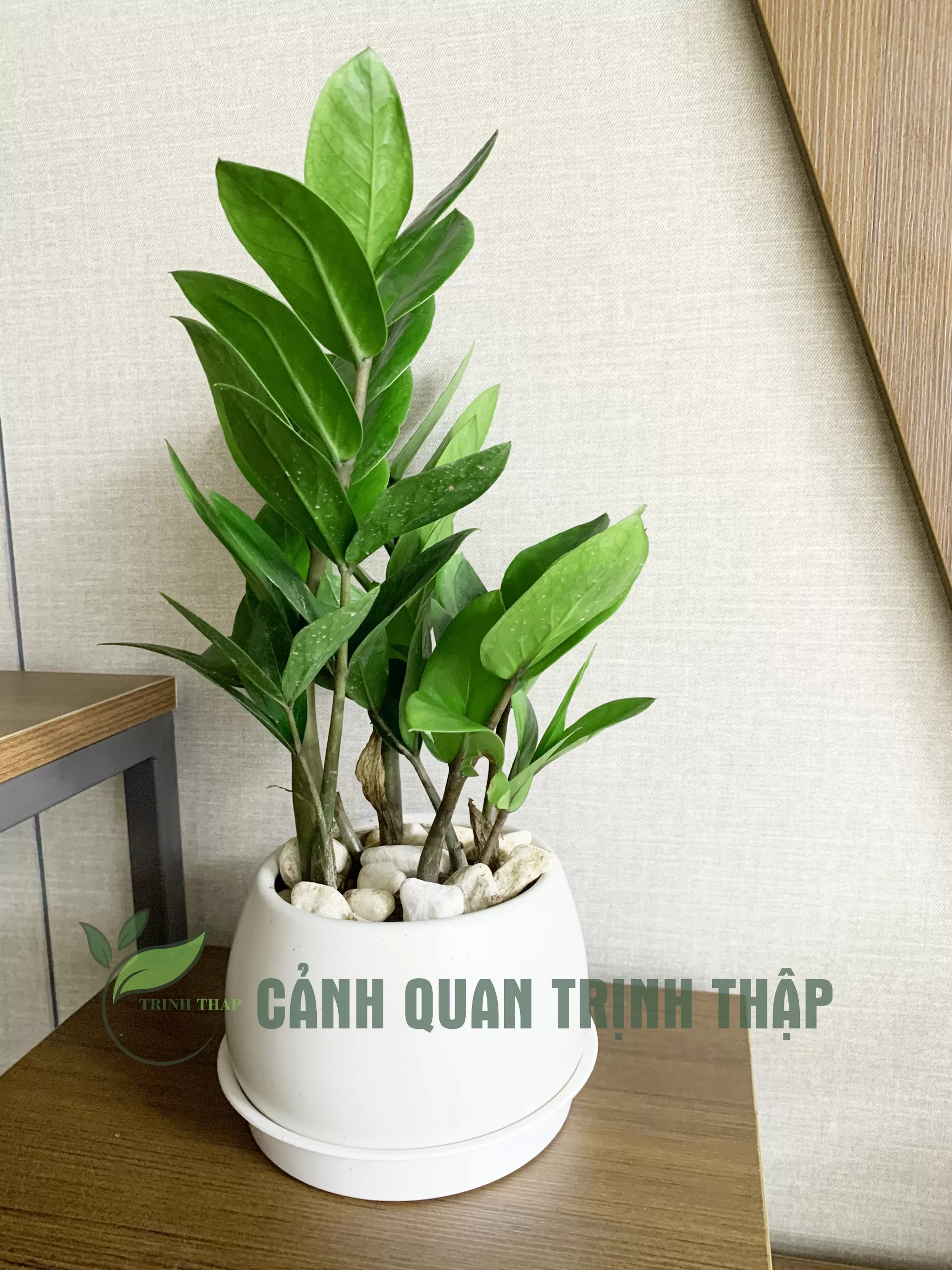 Cây kim tiền để bàn